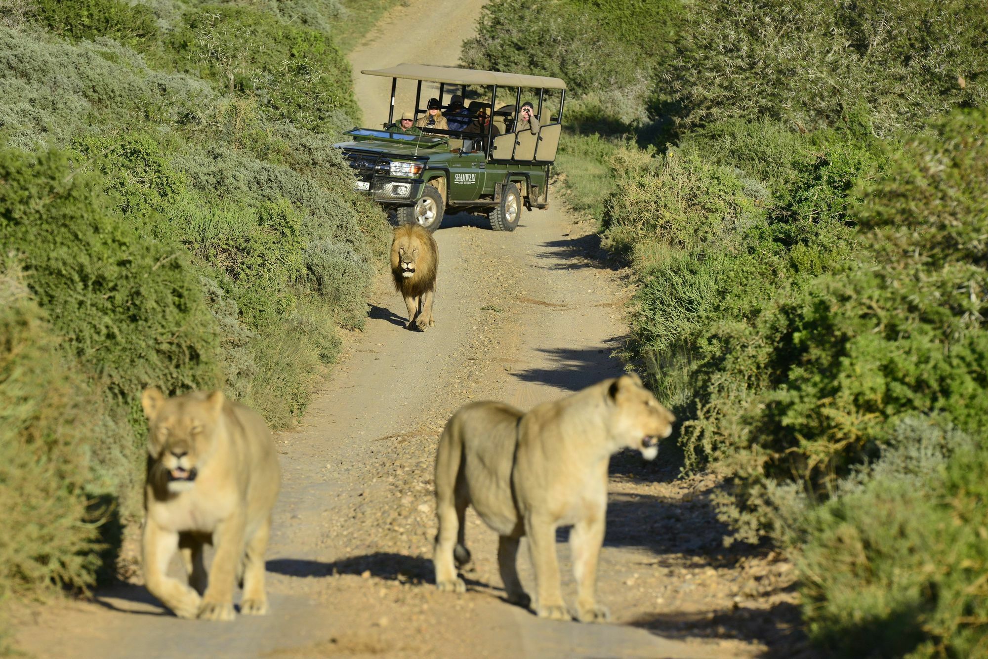 Shamwari Game Reserve Port Elizabeth Eksteriør billede
